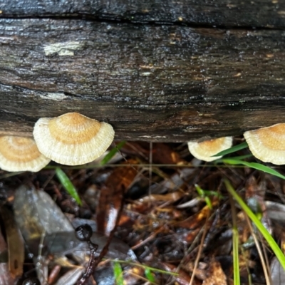 Unidentified Shelf-like to hoof-like & usually on wood at Broulee Moruya Nature Observation Area - 7 Jun 2024 by LisaH