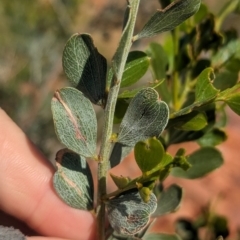 Acacia monticola (Curly-bark Wattle, Red Wattle, Hill Turpentine) at Newhaven Wildlife Sanctuary - 15 May 2024 by Darcy