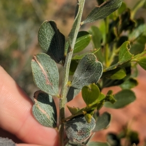 Acacia monticola at suppressed - suppressed