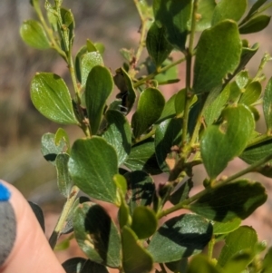 Acacia monticola at suppressed - suppressed