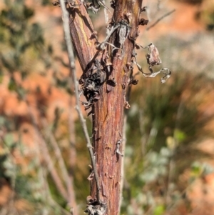 Acacia monticola at suppressed - suppressed