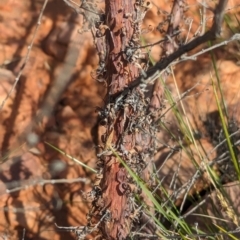 Acacia monticola at suppressed - suppressed