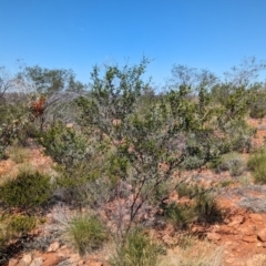 Acacia monticola at suppressed - 15 May 2024