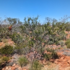Acacia monticola at suppressed - suppressed
