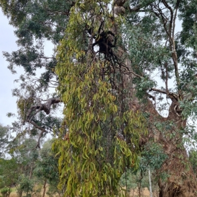 Amyema miquelii (Box Mistletoe) at Watson, ACT - 7 Jun 2024 by EmilySutcliffe