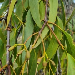 Amyema miquelii at Watson Woodlands - 7 Jun 2024