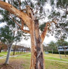 Eucalyptus mannifera subsp. mannifera (Brittle Gum) at Lyons, ACT - 7 Jun 2024 by Steve818