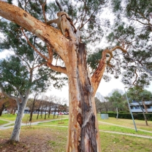 Eucalyptus mannifera subsp. mannifera (Brittle Gum) at Lyons, ACT by Steve818