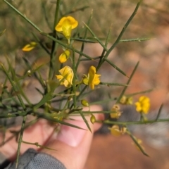 Mirbelia viminalis at Newhaven Wildlife Sanctuary - 15 May 2024 by Darcy