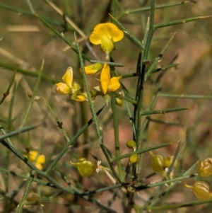 Mirbelia viminalis at suppressed - 15 May 2024