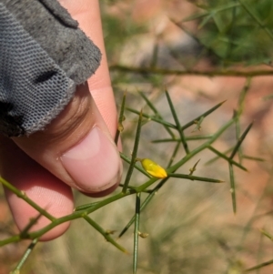 Mirbelia viminalis at suppressed - 15 May 2024