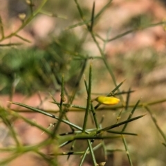 Mirbelia viminalis at suppressed - 15 May 2024