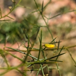 Mirbelia viminalis at suppressed - 15 May 2024