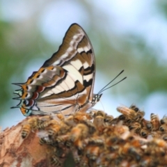 Charaxes sempronius (Tailed Emperor) at Higgins, ACT - 11 Feb 2008 by AlisonMilton