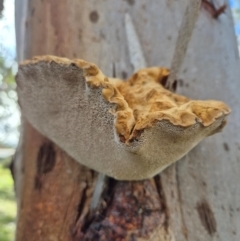 Laetiporus portentosus (White Punk) at Latham, ACT - 7 Jun 2024 by LD12