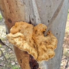 Pseudoinonotus chondromyelus at Umbagong District Park - 7 Jun 2024 12:33 PM