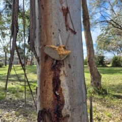 Pseudoinonotus chondromyelus at Umbagong District Park - 7 Jun 2024