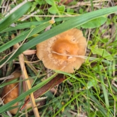 Unidentified Cap on a stem; gills below cap [mushrooms or mushroom-like] at Umbagong District Park - 7 Jun 2024 by LD12