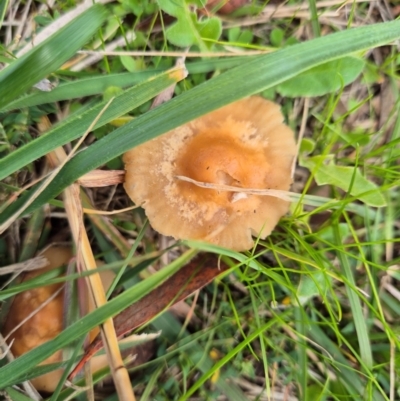 Unidentified Cap on a stem; gills below cap [mushrooms or mushroom-like] at Umbagong District Park - 7 Jun 2024 by LD12