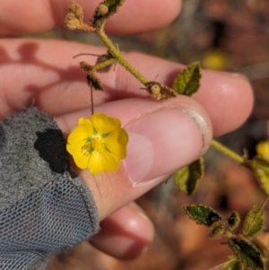 Sida phaeotricha at Chilla Well, NT - suppressed