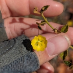 Sida phaeotricha at Chilla Well, NT - 15 May 2024