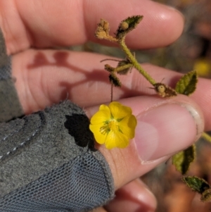Sida phaeotricha at Chilla Well, NT - suppressed