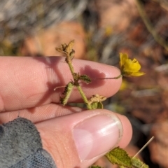 Sida phaeotricha at Chilla Well, NT - suppressed