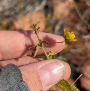Sida phaeotricha at Chilla Well, NT - suppressed