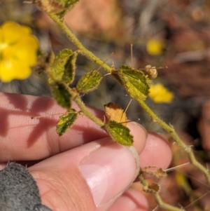 Sida phaeotricha at Chilla Well, NT - suppressed