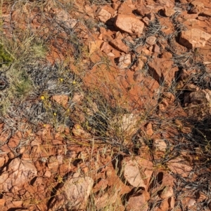 Sida phaeotricha at Chilla Well, NT - suppressed