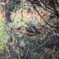 Taeniopygia guttata (Zebra Finch) at Newhaven Wildlife Sanctuary - 15 May 2024 by Darcy