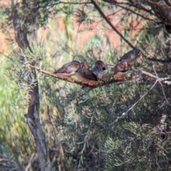 Taeniopygia guttata at Lake Mackay, NT - 15 May 2024