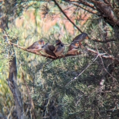 Taeniopygia guttata at Lake Mackay, NT - 15 May 2024