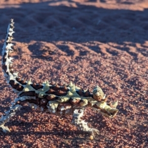 Moloch horridus at Lake Mackay, NT - 15 May 2024 05:40 PM