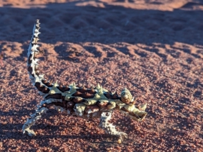 Moloch horridus at Lake Mackay, NT - 15 May 2024 by Darcy