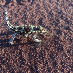 Moloch horridus at Lake Mackay, NT - 15 May 2024