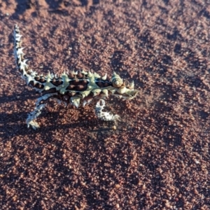 Moloch horridus at Lake Mackay, NT - 15 May 2024 05:40 PM