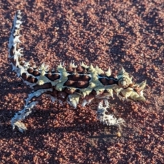 Moloch horridus at Lake Mackay, NT - 15 May 2024 05:40 PM