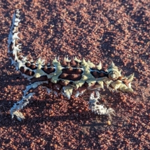 Moloch horridus at Lake Mackay, NT - 15 May 2024 05:40 PM