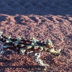 Moloch horridus at Lake Mackay, NT - 15 May 2024 05:40 PM