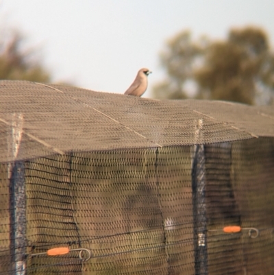 Artamus cinereus (Black-faced Woodswallow) at Lake Mackay, NT - 15 May 2024 by Darcy