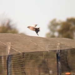 Artamus cinereus at Lake Mackay, NT - 15 May 2024