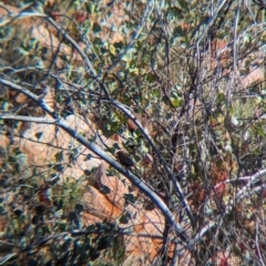 Emblema pictum (Painted Finch) at Newhaven Wildlife Sanctuary - 15 May 2024 by Darcy