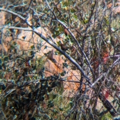 Emblema pictum at Lake Mackay, NT - 16 May 2024