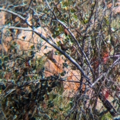 Emblema pictum at Lake Mackay, NT - suppressed