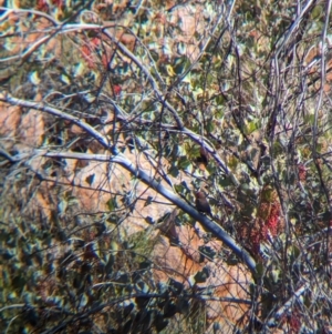 Emblema pictum at Lake Mackay, NT - 16 May 2024