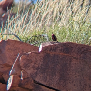 Emblema pictum at Lake Mackay, NT - 16 May 2024