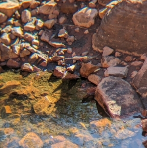 Emblema pictum at Lake Mackay, NT - 16 May 2024