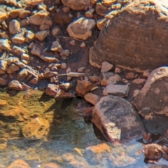 Emblema pictum at Lake Mackay, NT - suppressed