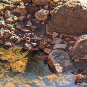 Emblema pictum at Lake Mackay, NT - 16 May 2024